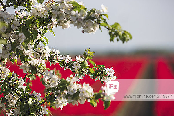 Weiße Baumblüten vor roten Tulpenfeldern  Nahaufnahme