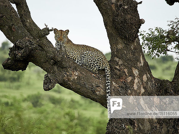 Südafrika  Mpumalanga  Krüger-Nationalpark  Leopard auf einem Baum liegend