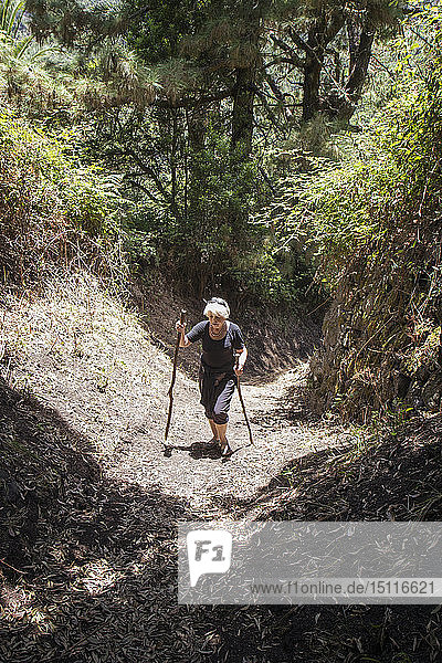Senior woman hiking through forest at Garajonay National Park  La Gomera  Canary Islands  Spain