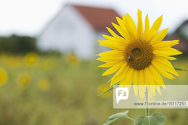 Sonnenblume mit Futterbiene und Haus im Hintergrund