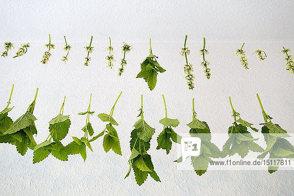 White nettle and balm drying