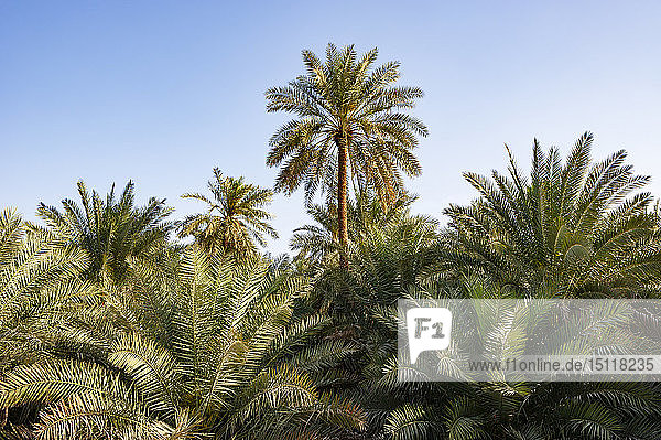 Palmenoase Samail Oman