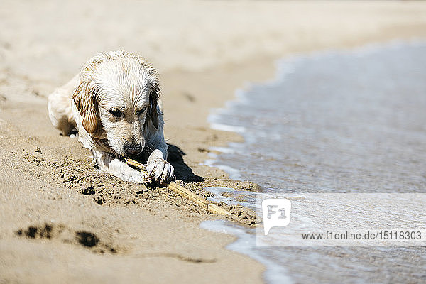 Labrador Retriever liegt am Strand am Meeresufer und spielt mit dem Stock