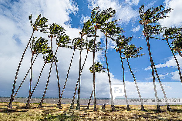Hawaii  Insel Molokai  Kakahaia Strandpark  Palmen