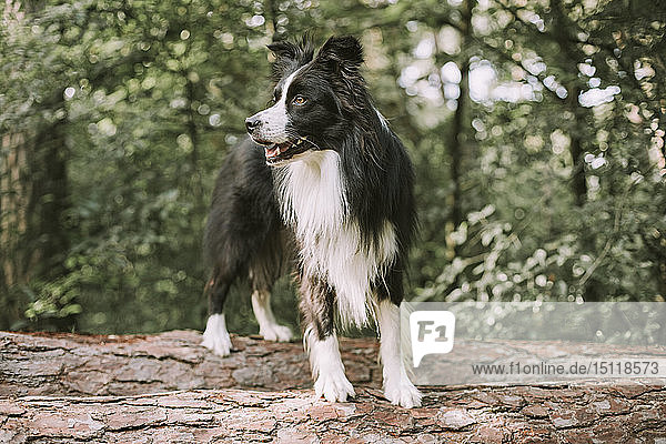 Border Collie on tree log in the forest