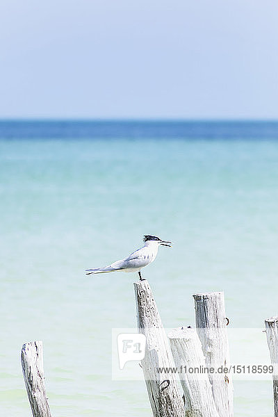 Vogel sitzt auf einem Holzpfahl am Meer  Holbox  Yucatan  Mexiko