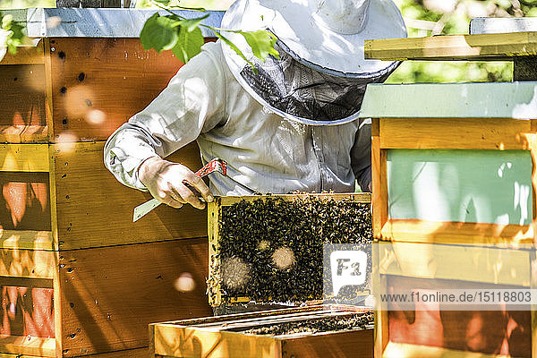 Imker prüft Waben mit Honigbienen