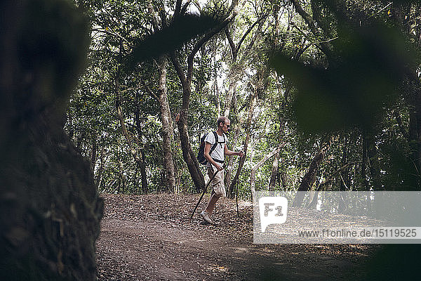 Young man hiking through forest at Garajonay National Park  La Gomera  Canary Islands  Spain