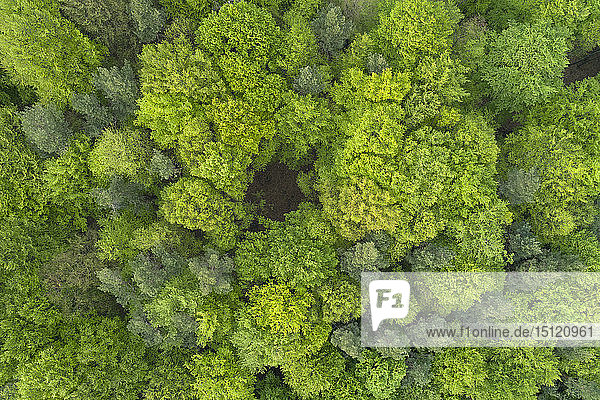 Luftaufnahme eines Waldes mit frischen  vitalen Blättern direkt von oben im zeitigen Frühjahr  Franken  Bayern  Deutschland