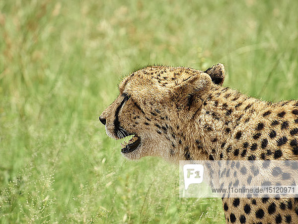 South Africa  Mpumalanga  Kruger National Park  Profile of a cheetah in the savannah