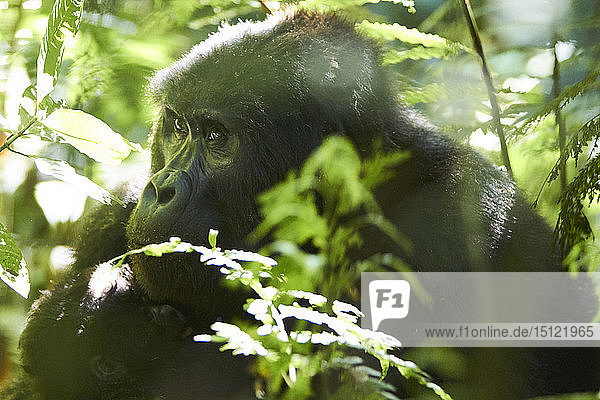 Afrika  Uganda  Bwindi Undurchdringlicher Wald  Mumie und Gorillababy im Wald