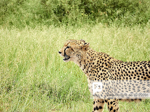 South Africa  Mpumalanga  Kruger National Park  Profile of a female cheetah in the savannah