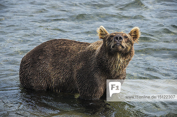 Russland  Kamtschatka  Kurilensee  Kamtschatka-Braunbären (Ursus arctos beringianus