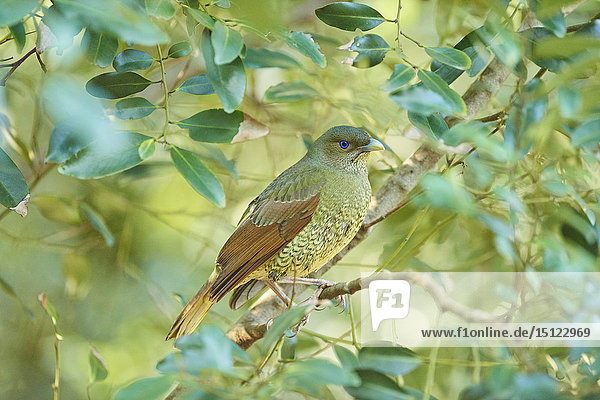 Seidenlaubenvogel, Ptilonorhynchus violaceus, New South Wales, Australien