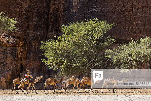 Camel caravan  Guelta d'Archei waterhole  Ennedi plateau  UNESCO World Heritage Site  Chad  Africa