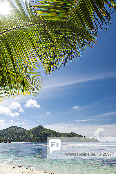 The sun shining through palm leaves at Baie Lazar Mahe Seychelles Indian Ocean Africa