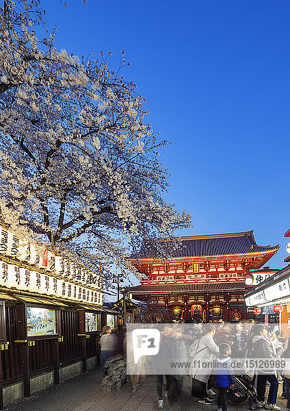 Frühlingskirschblüten  Sensoji-Tempel  Asakusa  Tokio  Japan  Asien