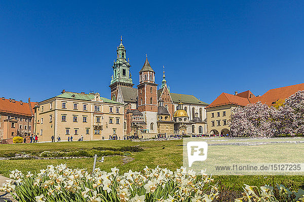 Blick auf die Wawel-Kathedrale im Königsschloss Wawel  UNESCO-Weltkulturerbe  in der mittelalterlichen Altstadt  in Krakau  Polen  Europa