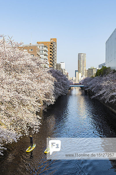 Frühmorgens auf dem Meguro-Fluss  Tokio  Japan  Asien