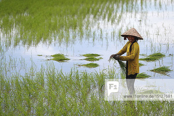 Bäuerin bei der Arbeit in einem Reisfeld beim Umpflanzen von Reis im Mekong-Delta  Can Tho  Vietnam  Indochina  Südostasien  Asien