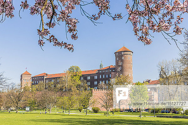 Blick auf das Königsschloss Wawel  UNESCO-Weltkulturerbe  und die Kirschblüte  Krakau  Polen  Europa