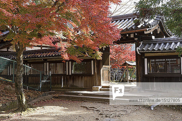 Herbstfarben um die Daikoku-den-Halle in Nara  Japan  Asien