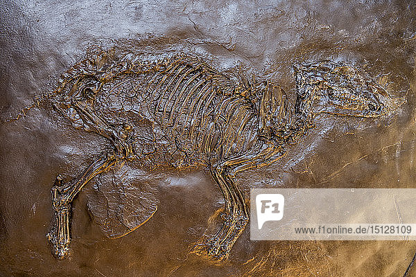 Well preserved fossils in the Messel Pit  UNESCO World Heritage Site  Hesse  Germany  Europe