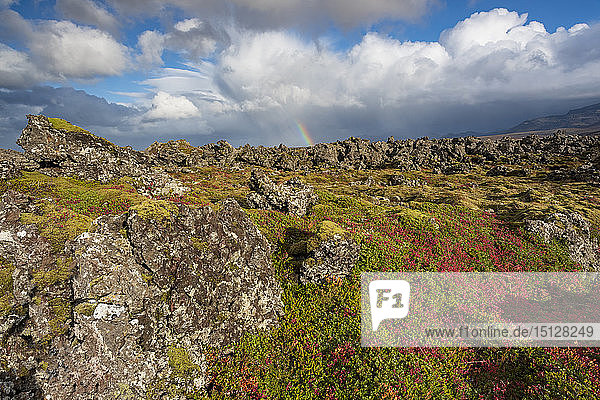 Regenbogen über isländischer Herbstflora und moosbewachsenem Lavafeld  Thingvellir-Nationalpark  UNESCO-Weltkulturerbe  Südwestisland  Island  Polarregionen