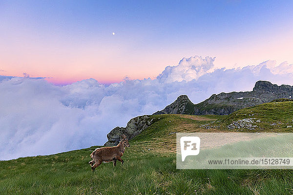 Junger Steinbock geht im Gras mit Wolken im Hintergrund  bei Sonnenuntergang  Valgerola  Orobie Alpen  Valtellina  Lombardei  Italien  Europa