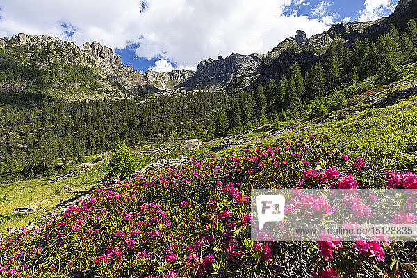Blüte der Rhododendren in den Orobie-Alpen  Valgerola  Orobie-Alpen  Valtellina  Lombardei  Italien  Europa