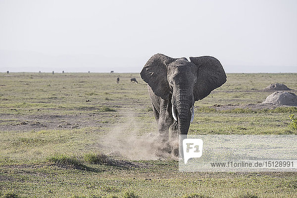 Elefant wirbelt Staub auf im Amboseli-Nationalpark  Kenia  Ostafrika  Afrika