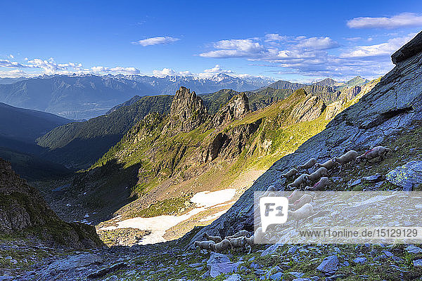Schafherde in großer Höhe  Valgerola  Orobie Alpen  Valtellina  Lombardei  Italien  Europa