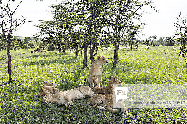 Löwen beim Faulenzen im Schatten  Nachmittag in der Maasai Mara  Kenia  Ostafrika  Afrika