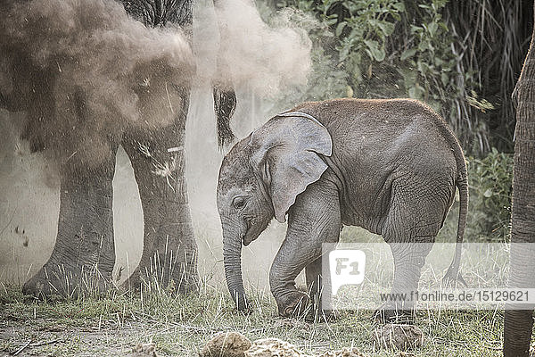 Elefantenbaby in einer von seiner Mutter versprühten Staubwolke  Amboseli-Nationalpark  Kenia  Ostafrika  Afrika