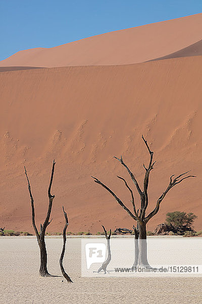 900 Jahre alte tote Bäume im Deadvlei  Sossusvlei  Namibia  Afrika