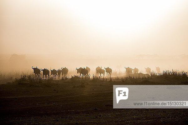 Gnus und Zebras in der Abenddämmerung in der staubigen Landschaft des Amboseli-Nationalparks  Kenia  Ostafrika  Afrika