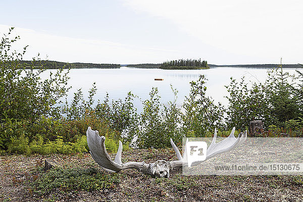 Moose antlers shed after the rutting season by the shore of Egenolf Lake in Manitoba Canada North America