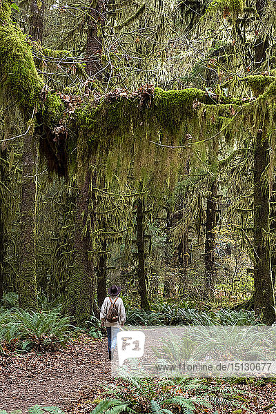 Hall of Mosses rainforest  Olympic National Park  UNESCO World Heritage Site  Washington State  United States of America  North America