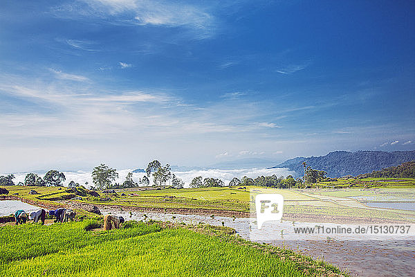 Reisfelder im Hochland  Tana Toraja  Sulawesi  Indonesien  Südostasien  Asien