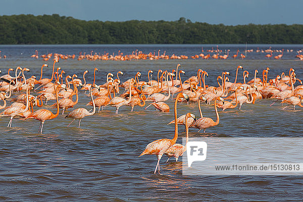 Amerikanische Flamingos (Phoenicopterus ruber)  Celestun Biosphärenreservat  Celestun  Yucatan  Mexiko  Nordamerika
