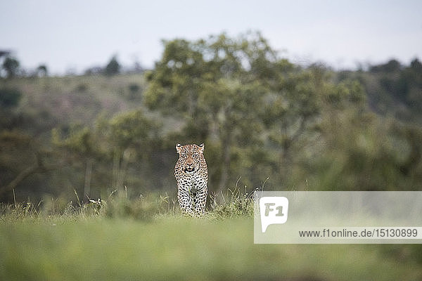 Leopard walking across the savannah in the Maasai Mara National Reserve  Kenya  East Africa  Africa