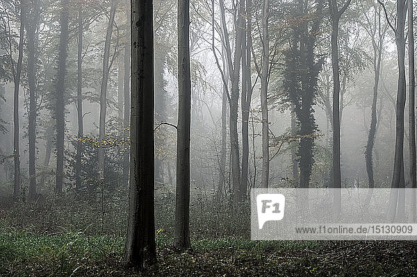 Fifty Acre Wood im Nebel in der Morgendämmerung  Leigh Woods  Bristol  England  Vereinigtes Königreich  Europa