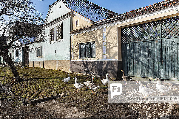 Bunte Häuser in Viscri  UNESCO-Weltkulturerbe  Siebenbürgen  Rumänien  Europa