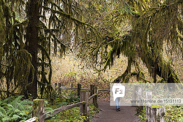 Hall of Mosses Regenwald  Olympic National Park  UNESCO-Weltkulturerbe  Bundesstaat Washington  Vereinigte Staaten von Amerika  Nordamerika