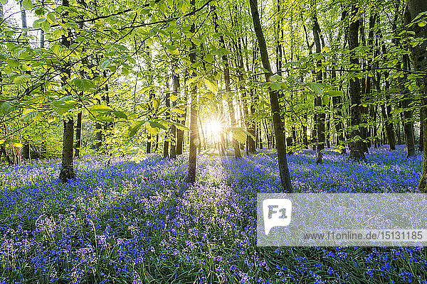 Blauglocken bedecken im Frühling den Waldboden in einem kleinen Wald und fangen die letzten Sonnenstrahlen ein  Dorset  England  Vereinigtes Königreich  Europa