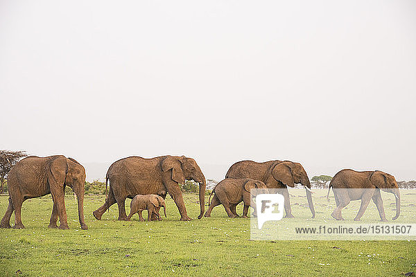 Elefantenherde in Bewegung  Maasai Mara  Kenia  Ostafrika  Afrika
