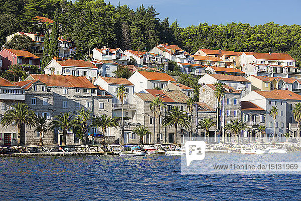 Blick über den Hafen auf die palmengesäumte Uferpromenade  Stadt Korcula  Korcula  Dubrovnik-Neretva  Dalmatien  Kroatien  Europa