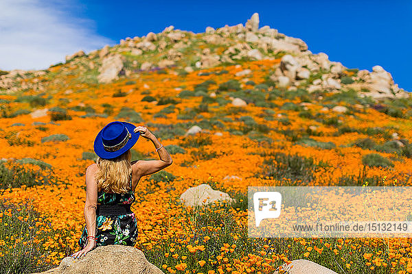 California Superbloom  weibliche Reisende mit blauem Hut besucht Mohnfelder in Lake Elsinore  Kalifornien  Vereinigte Staaten von Amerika  Nordamerika