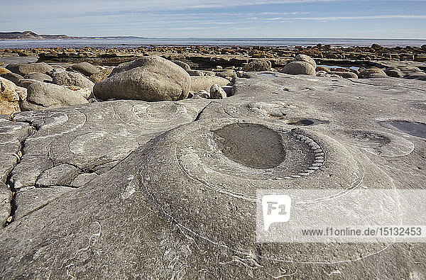 Ein in Felsen eingebettetes Ammonitenfossil am Strand von Monmouth  in der Nähe von Lyme Regis  Jurassic Coast  UNESCO-Weltkulturerbe  Dorset  England  Vereinigtes Königreich  Europa