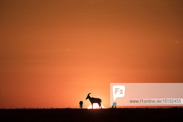 Topis  mittelgroße Antilopen  vor der aufgehenden Sonne  Maasai Mara  Kenia  Ostafrika  Afrika